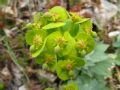 Euphorbia myrsinites